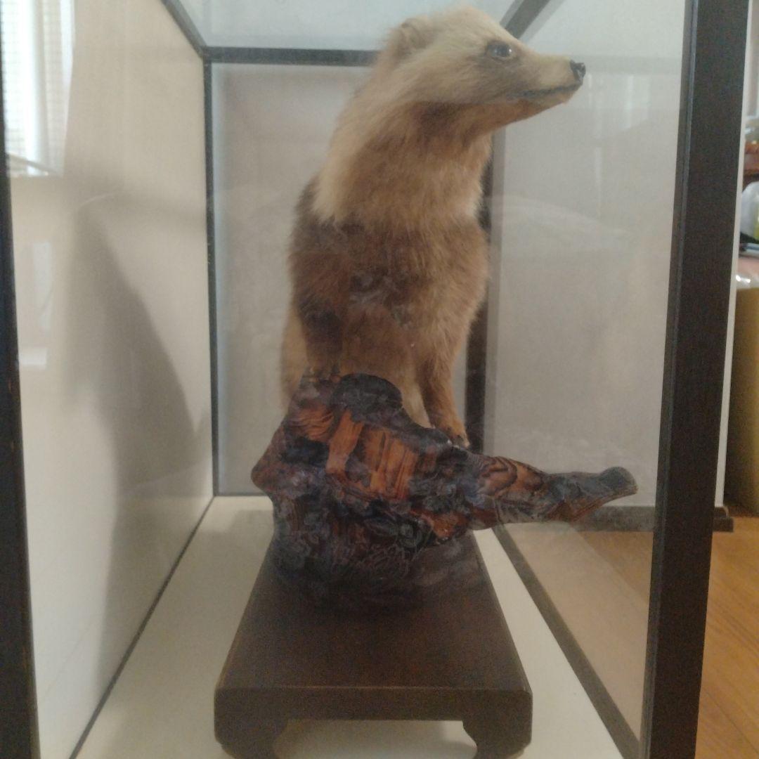 タヌキの置物 ガラスケース付き