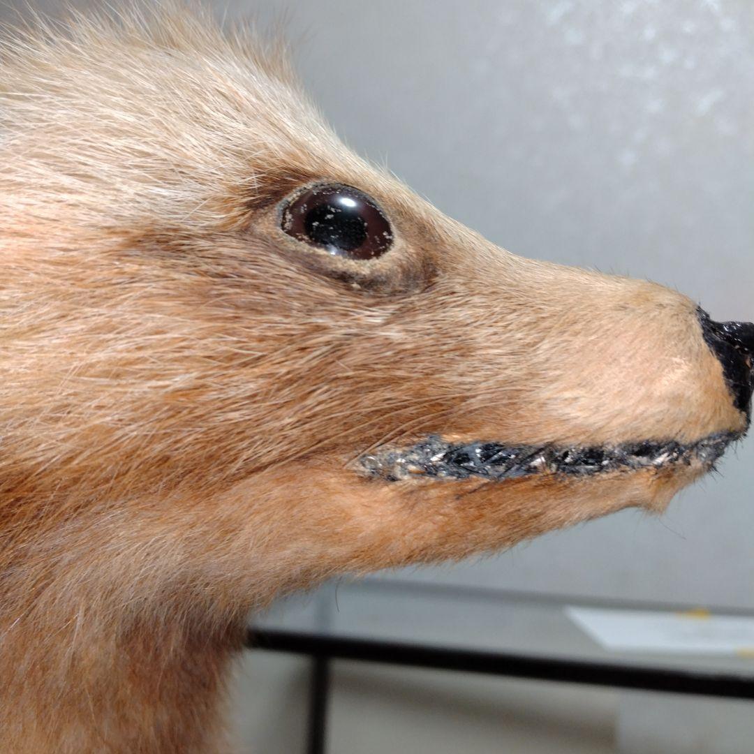 タヌキの置物 ガラスケース付き