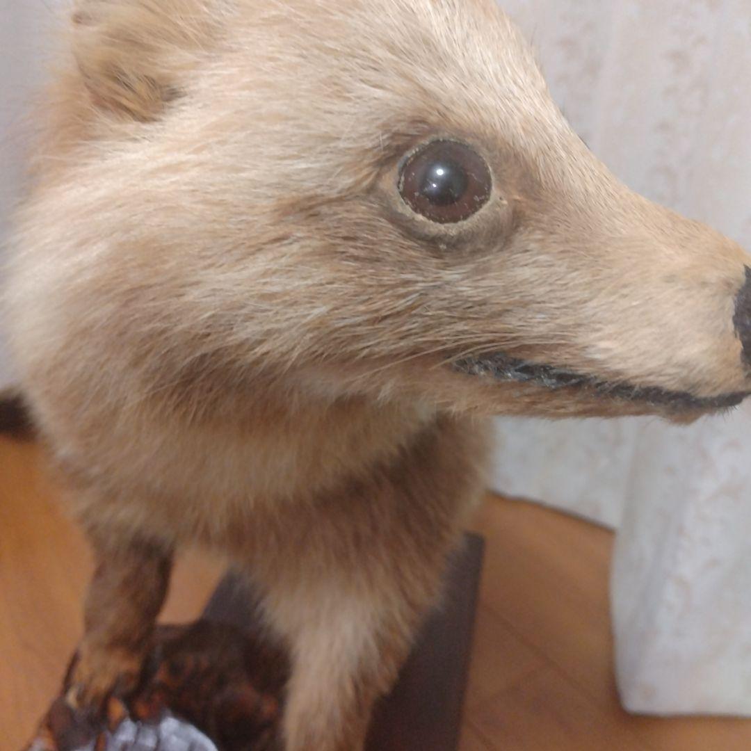 タヌキの置物 ガラスケース付き