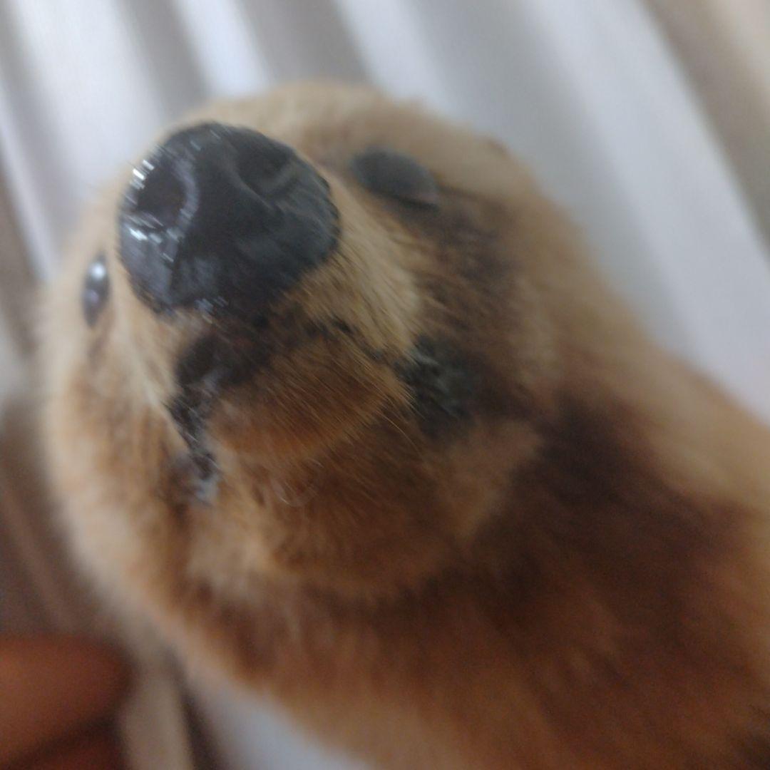 タヌキの置物 ガラスケース付き