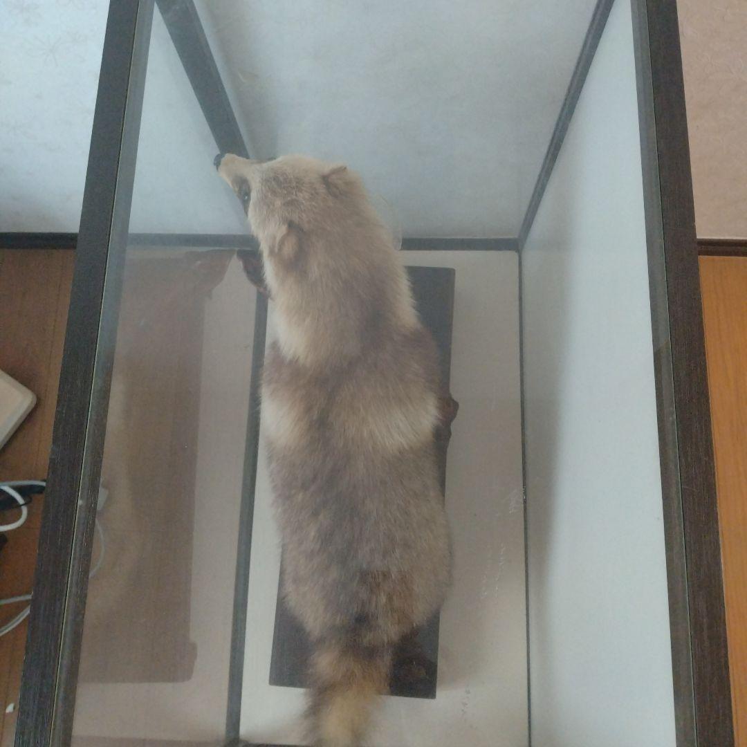 タヌキの置物 ガラスケース付き