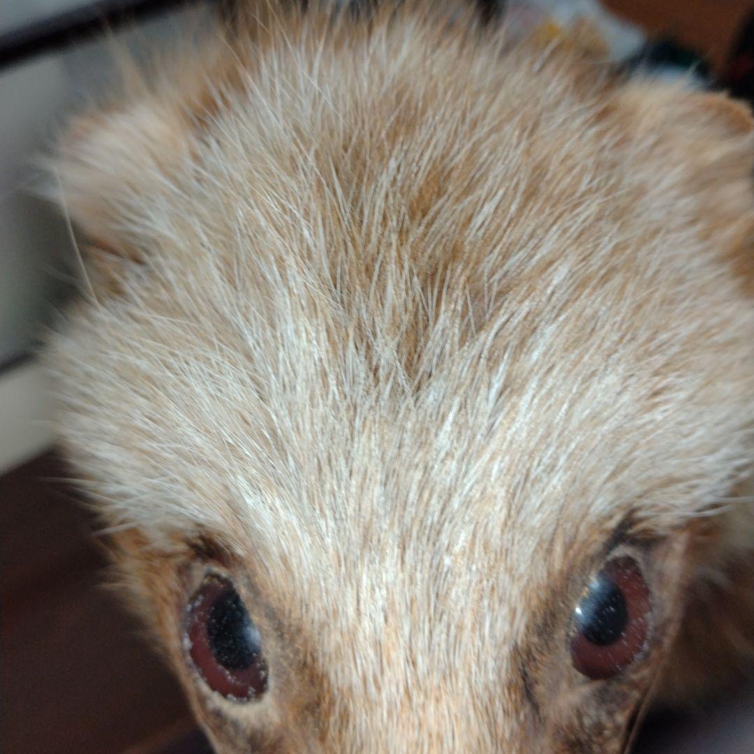 タヌキの置物 ガラスケース付き