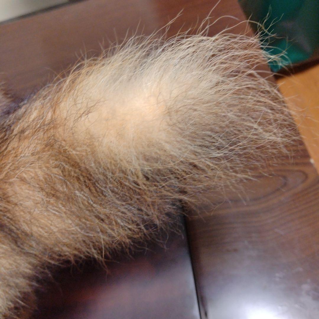 タヌキの置物 ガラスケース付き