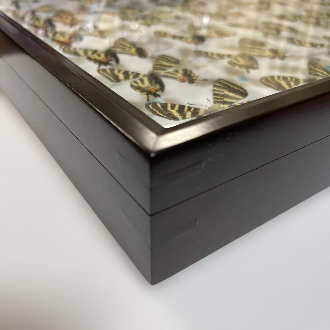 ギフチョウ　ドイツ箱入り