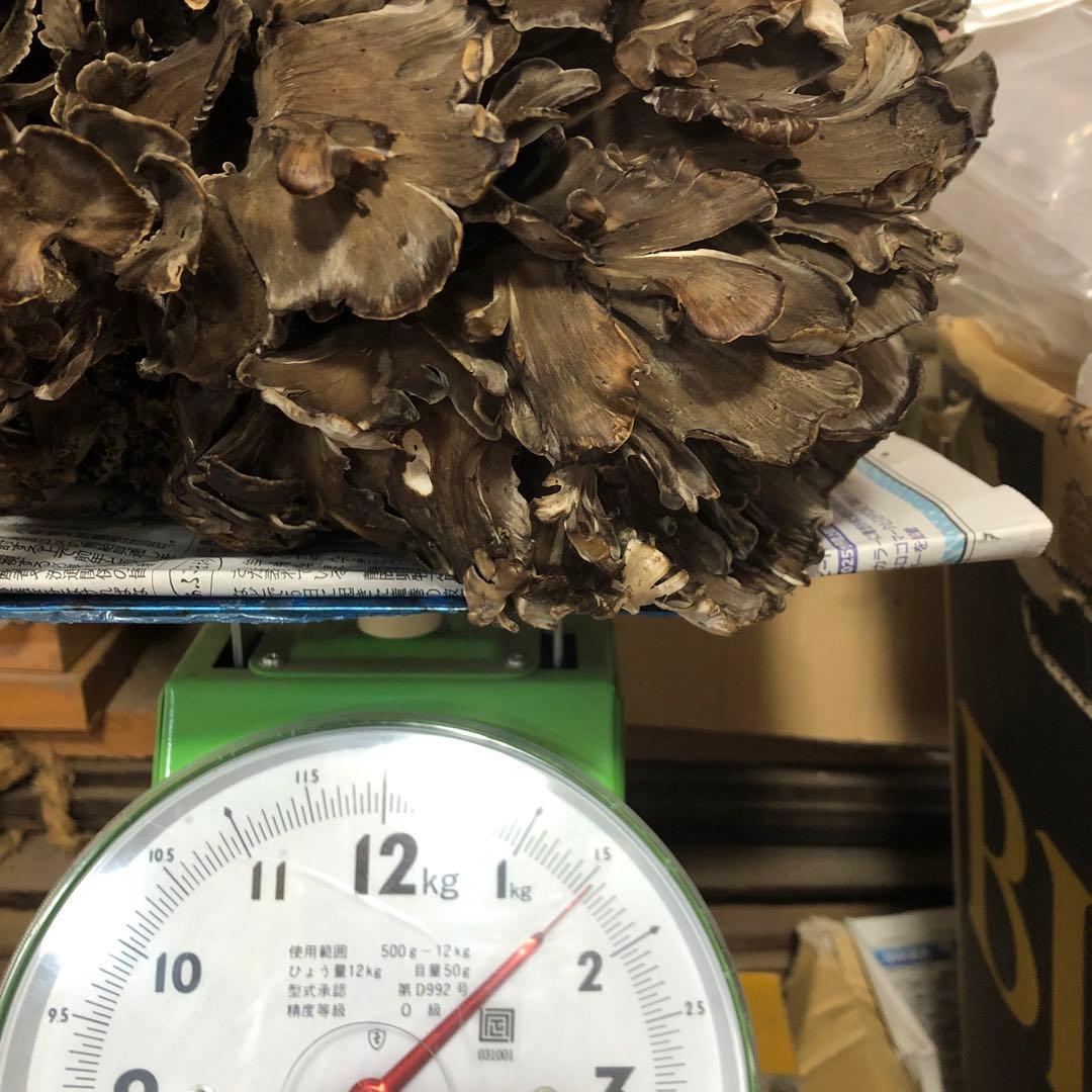 天然舞茸　1.5キロ