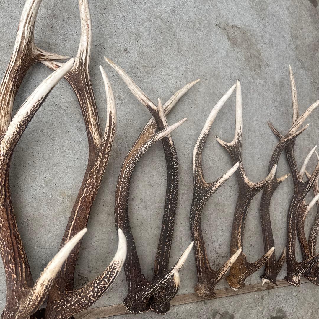 ③鹿の角 セット ニホンジカ 10本