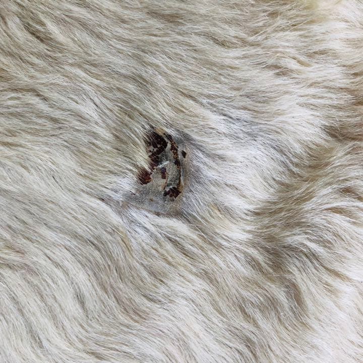 無地ホワイト牛革ラグ 縦270cm横223cm Cowhide Rug