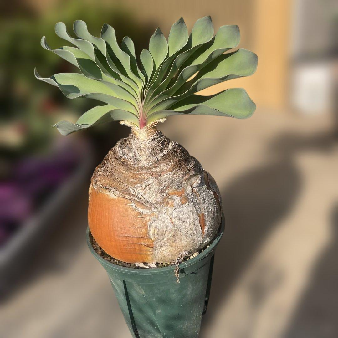 N*※様 ブーファン ハエマンソイデス