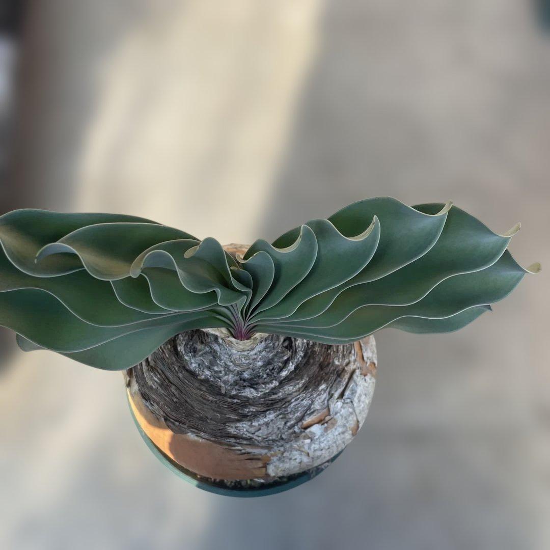 N*※様 ブーファン ハエマンソイデス