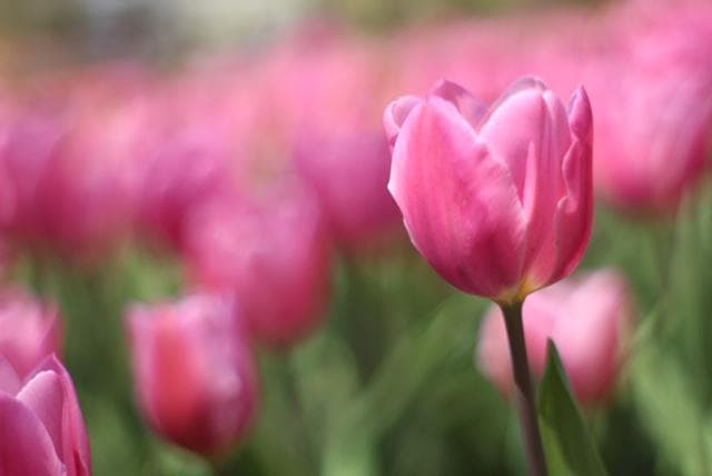 Super Takumar 55mm F1.8 宝石レンズ リングボケ