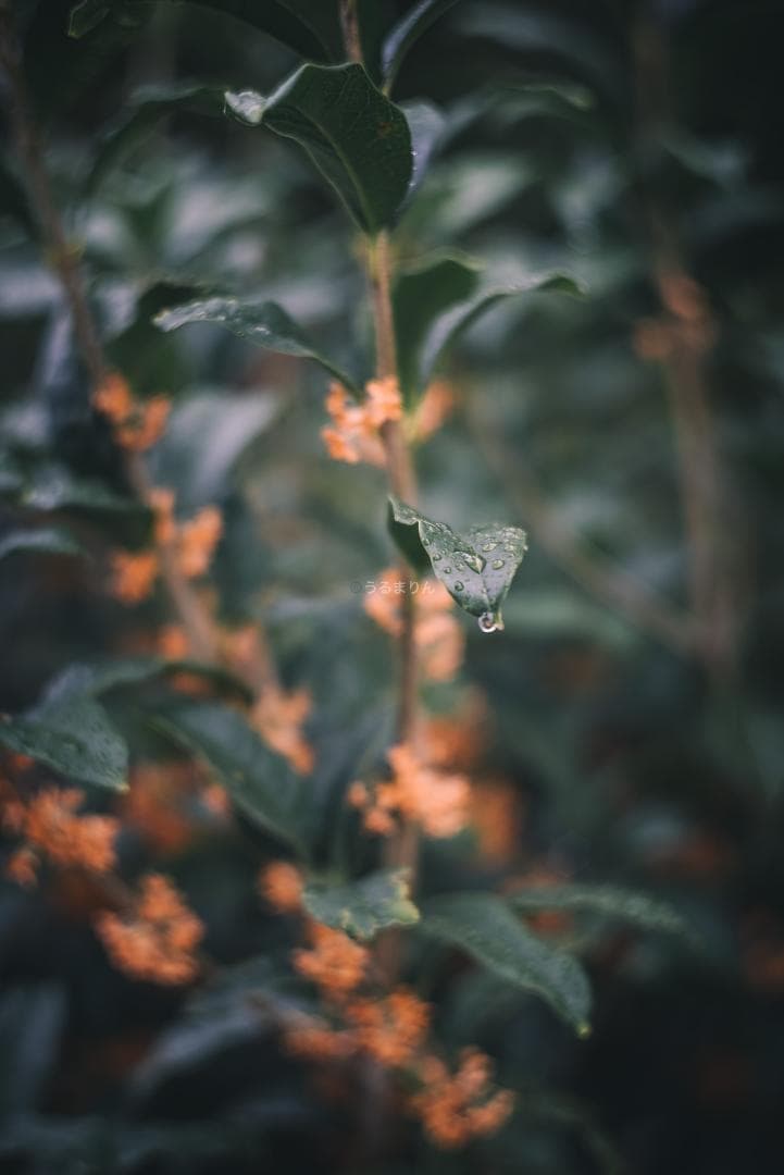 狂気の原点！Leica Xenon 50mm F1.5 オールドレンズ