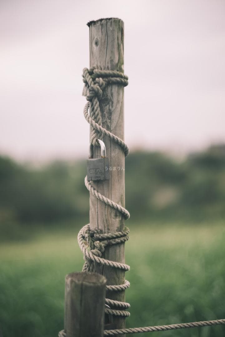 狂気の原点！Leica Xenon 50mm F1.5 オールドレンズ