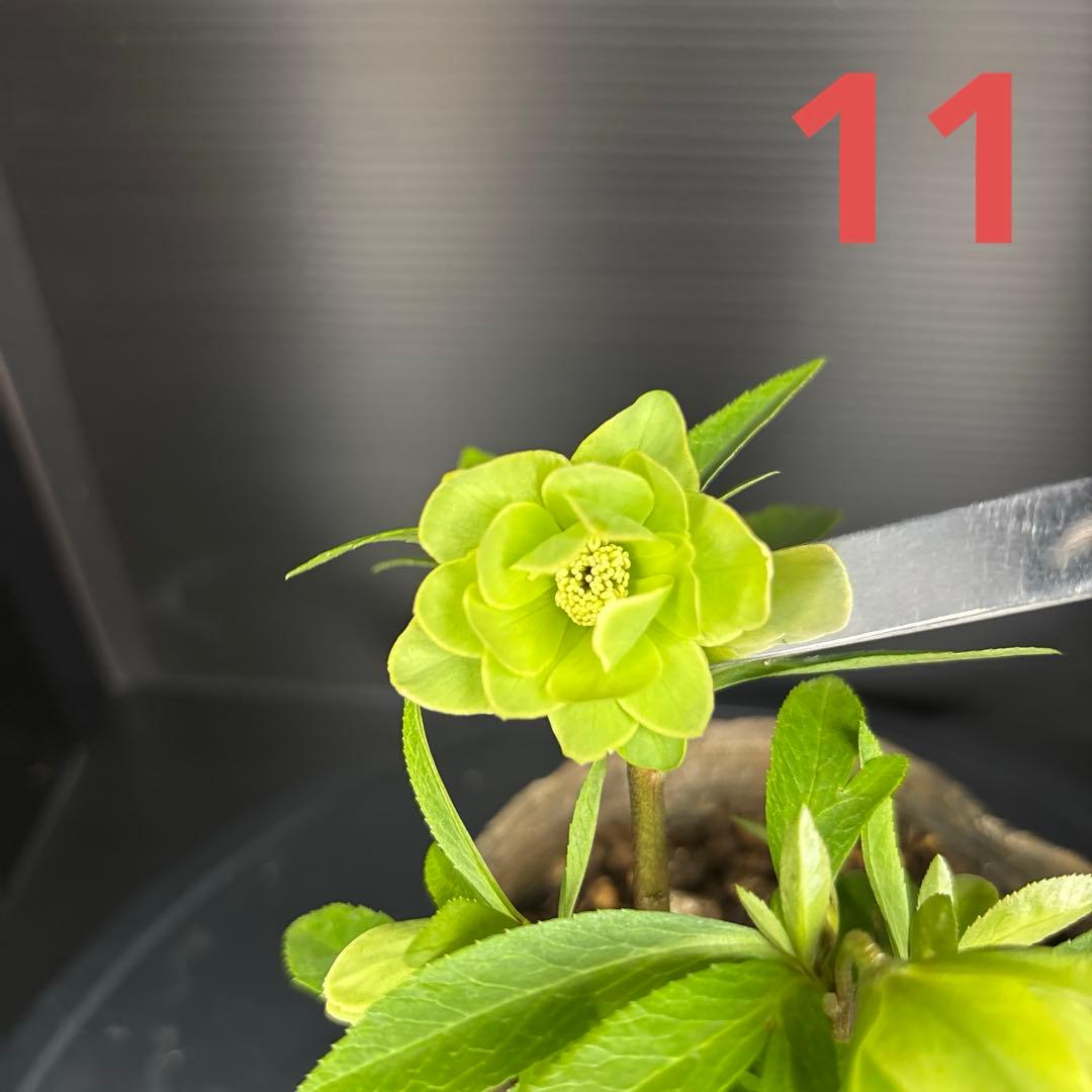 クリスマスローズ 原種交配系 グリーンダブル パールエッジ