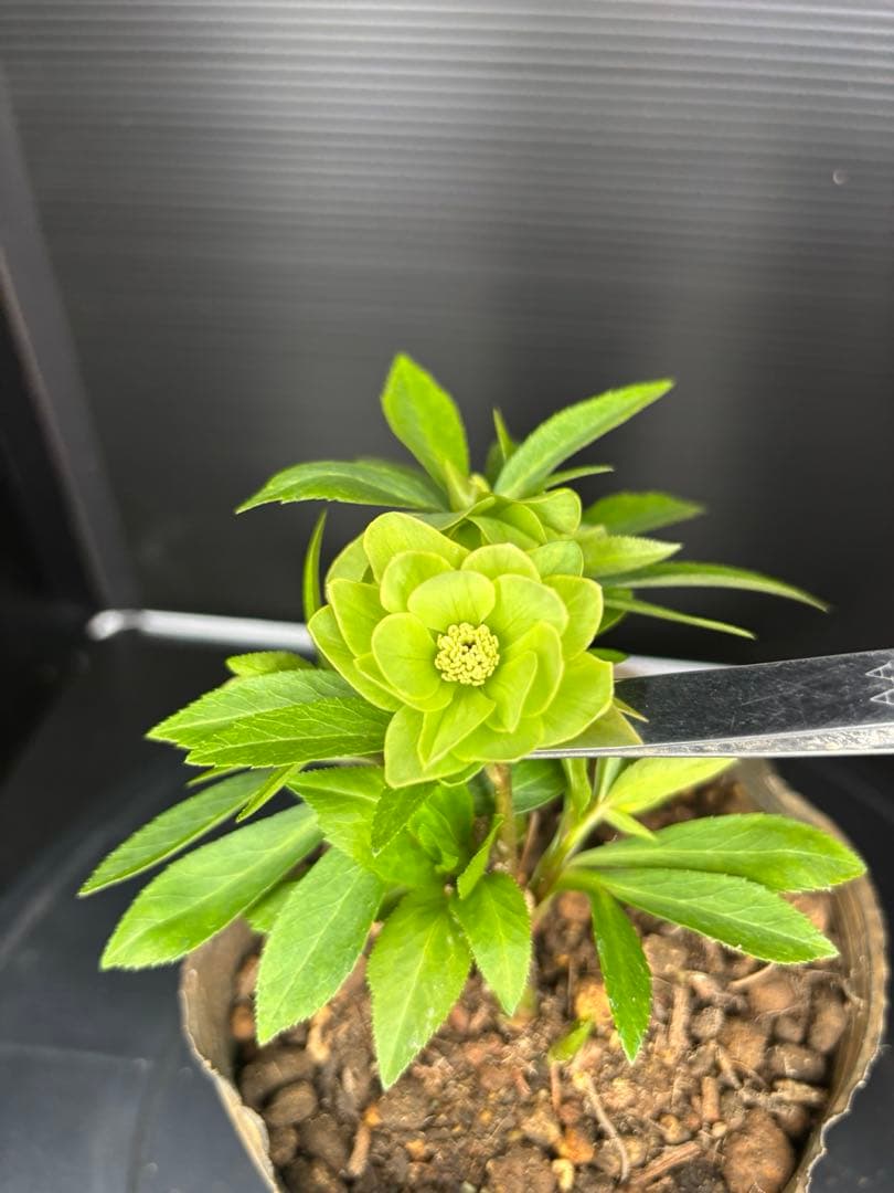 クリスマスローズ 原種交配系 グリーンダブル パールエッジ