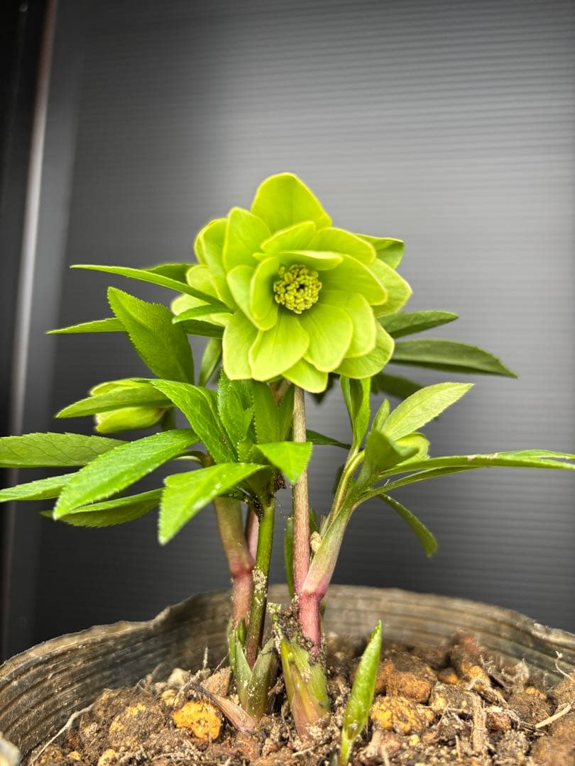 クリスマスローズ 原種交配系 グリーンダブル パールエッジ