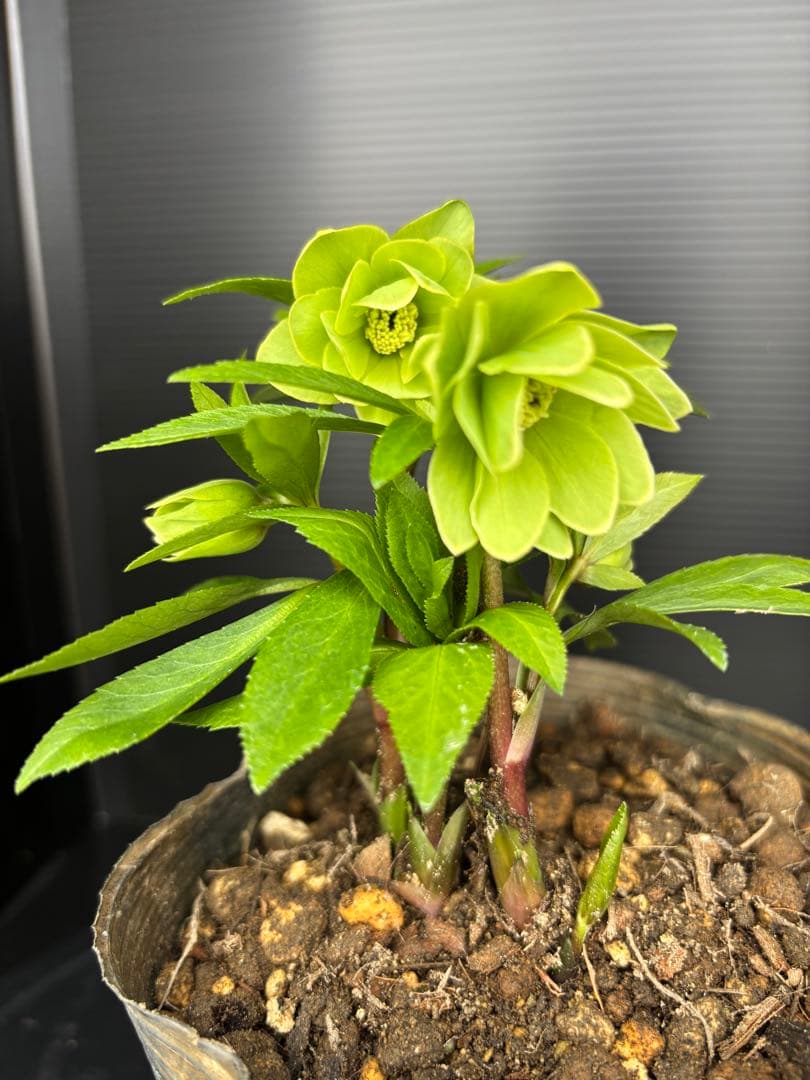 クリスマスローズ 原種交配系 グリーンダブル パールエッジ