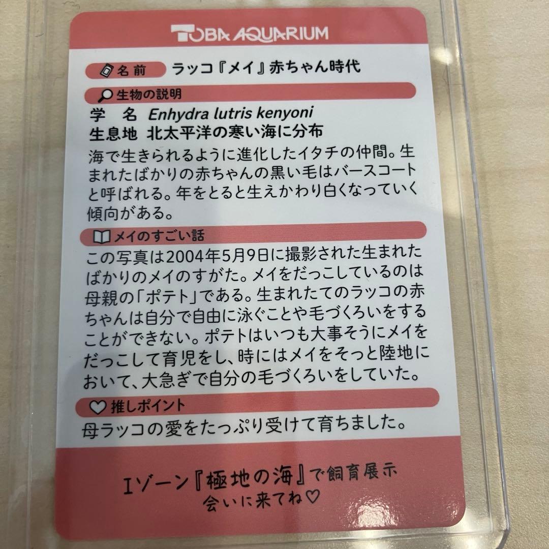 鳥羽水族館 コレクションカード メイ レア