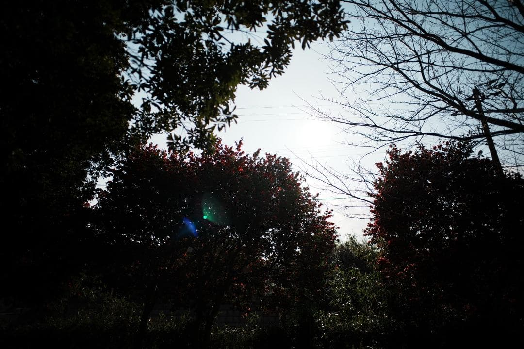 【誰も撮れない世界】NOKTON 21mm F1.4 VM 星空、マクロ、大ボケ