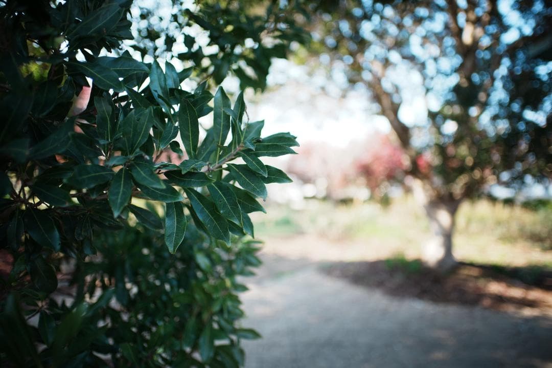 【誰も撮れない世界】NOKTON 21mm F1.4 VM 星空、マクロ、大ボケ