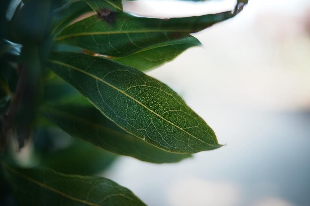 【誰も撮れない世界】NOKTON 21mm F1.4 VM 星空、マクロ、大ボケ
