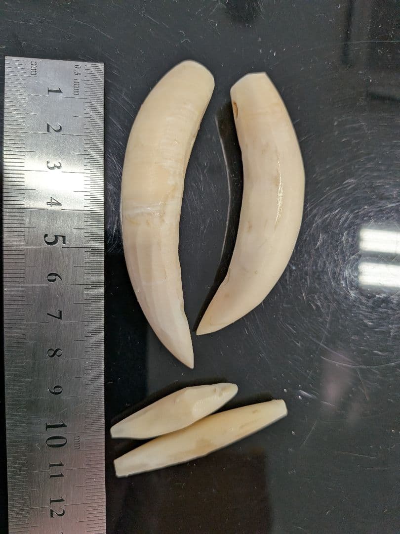 マッコウ鯨歯　本物磨き済み