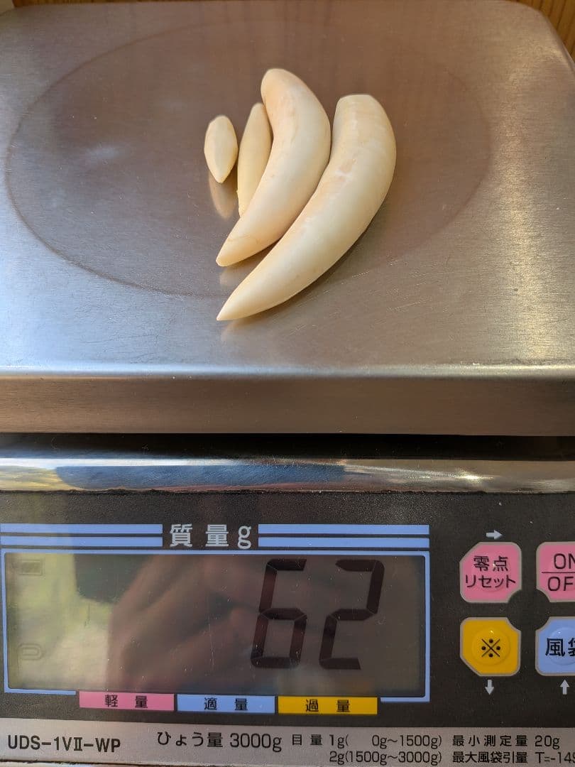 マッコウ鯨歯　本物磨き済み