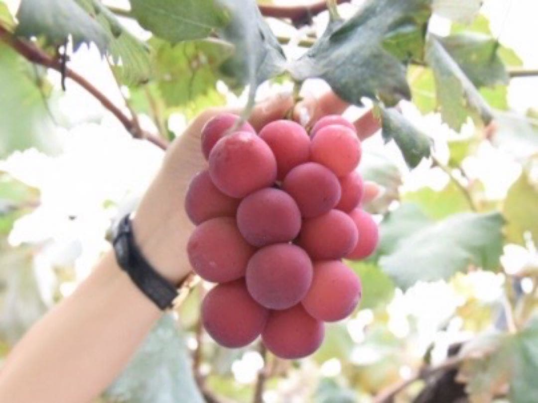 悪魔のぶどう 山梨県産シャインマスカット、クイーンニーナ3Kg