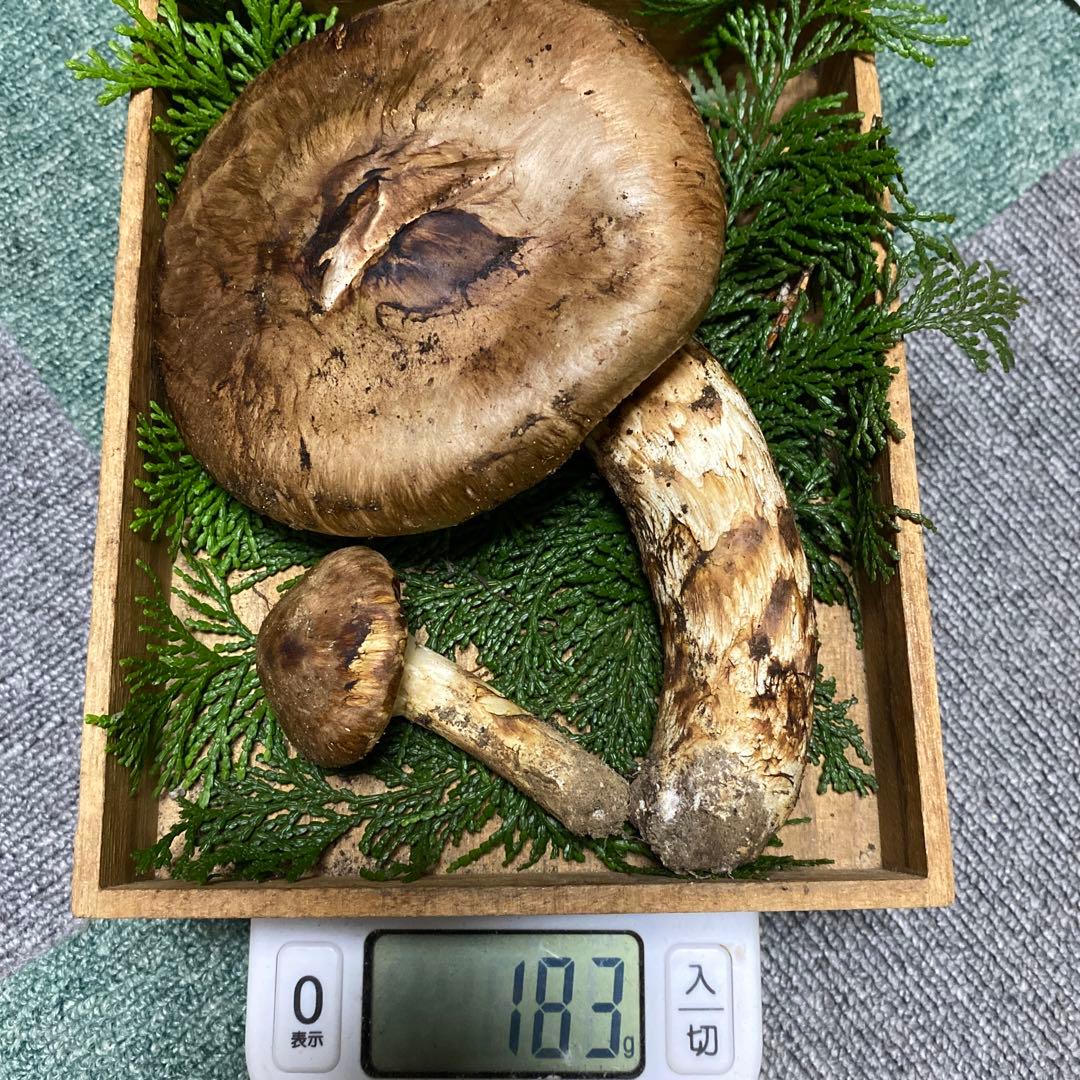 南信州豊丘産 松茸 183ｇ