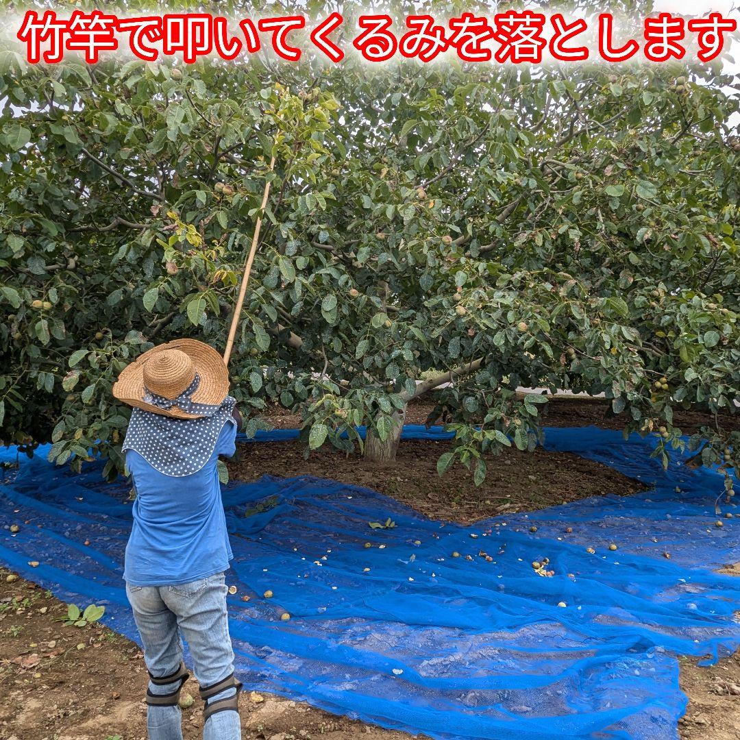 MARIKURI商品 25年 長野県 東御市 信濃くるみ サイズ小10kg