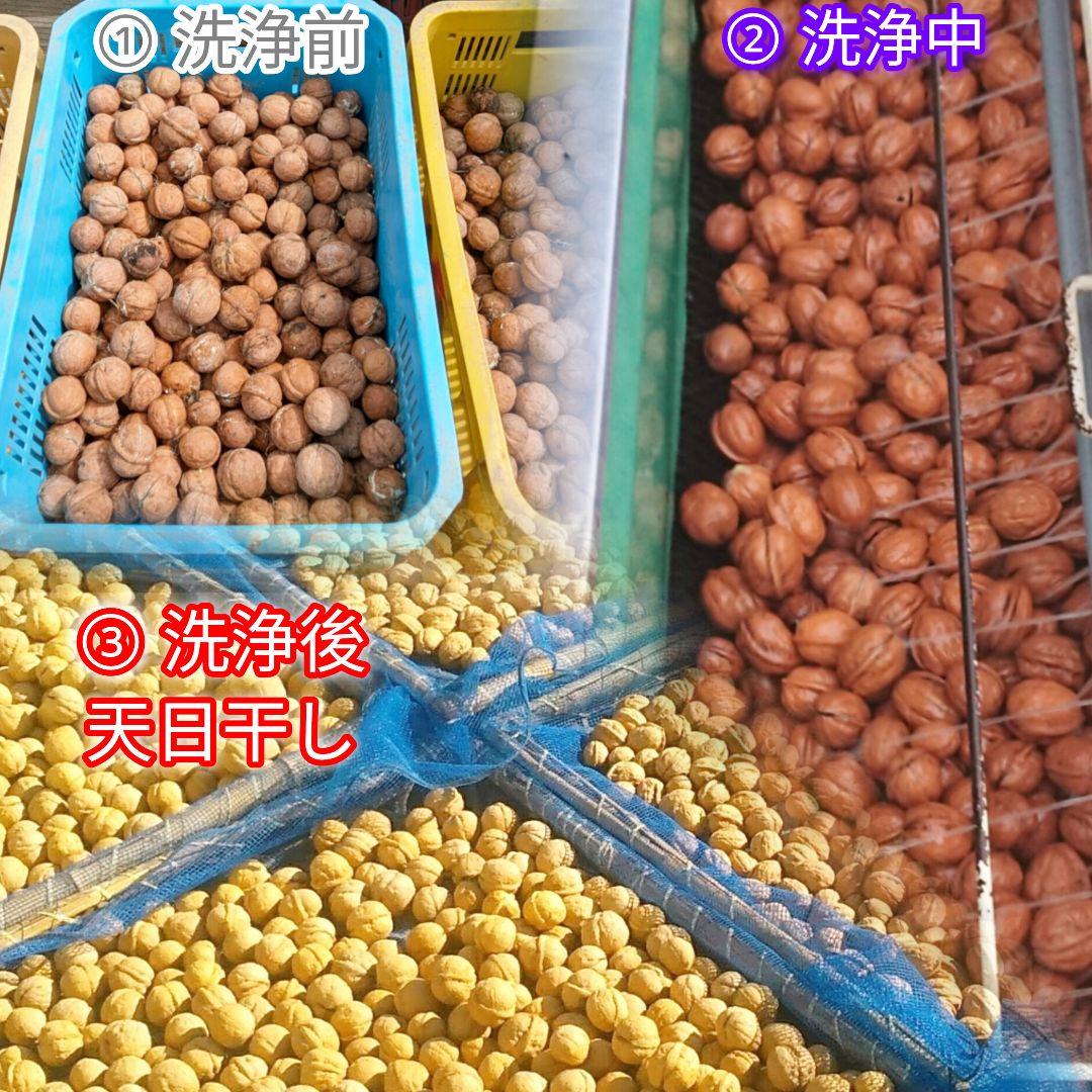 MARIKURI商品 25年 長野県 東御市 信濃くるみ サイズ小10kg