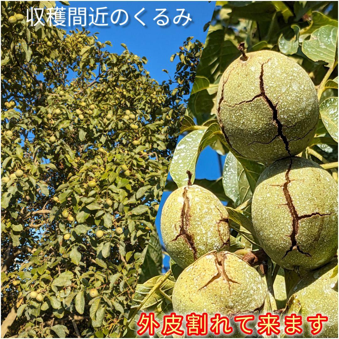 MARIKURI商品 25年 長野県 東御市 信濃くるみ サイズ小10kg