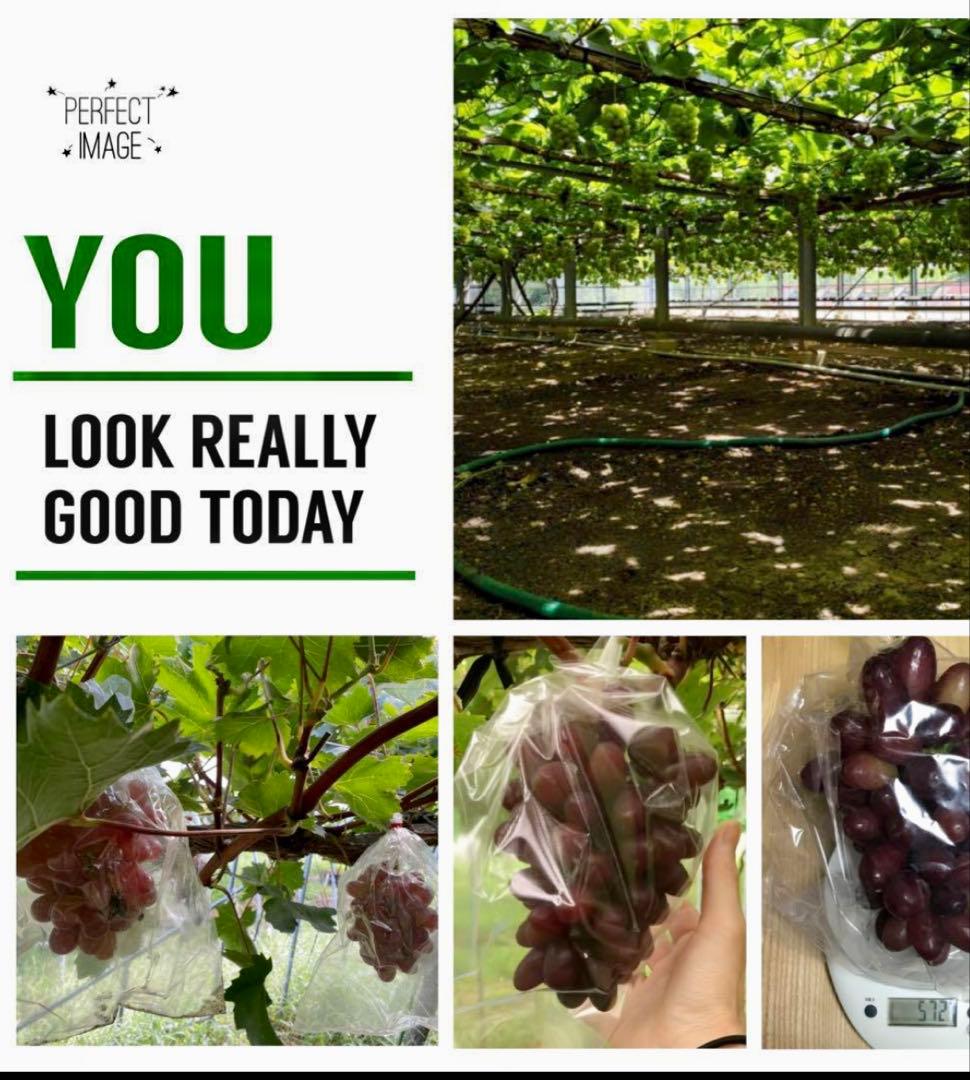 まねきさま セブン３房 美和姫2房 400と300 天恵1房特大