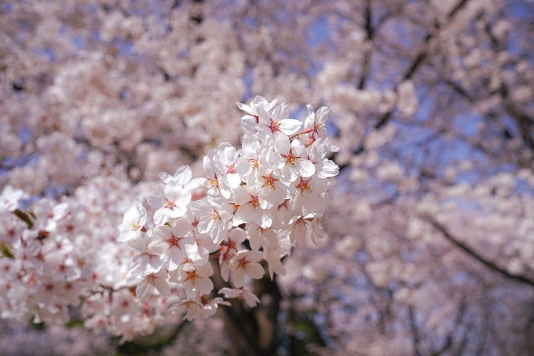 【フルサイズ】SONY FE 35mm F1.8 レンズ