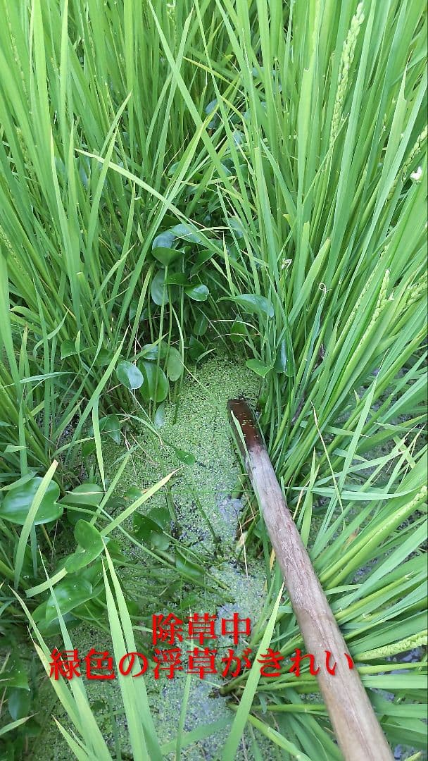 体に負担をかけない米づくり 玄米10kg ７年産コシヒカリ 特栽① 農薬等不使用