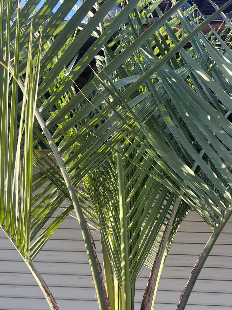 ココスヤシ　超極太株　シルバーリーフ　カルフォルニアスタイル　送料込み価格