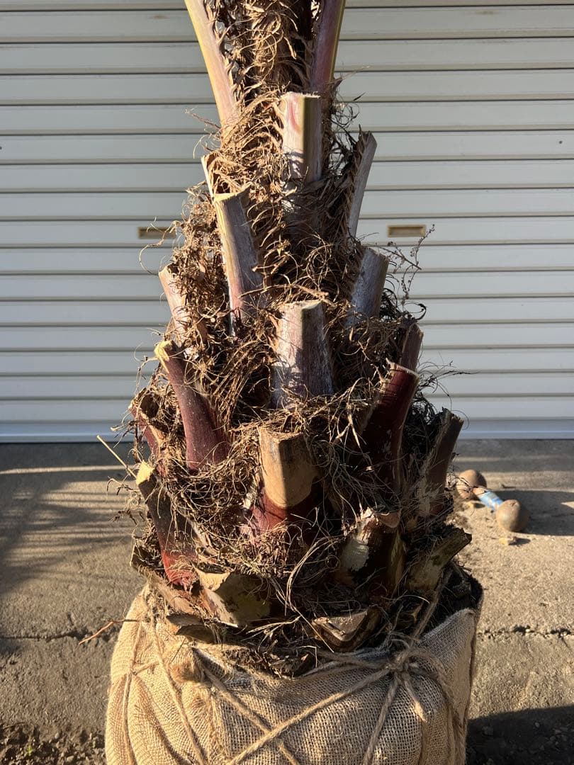 ココスヤシ　超極太株　シルバーリーフ　カルフォルニアスタイル　送料込み価格