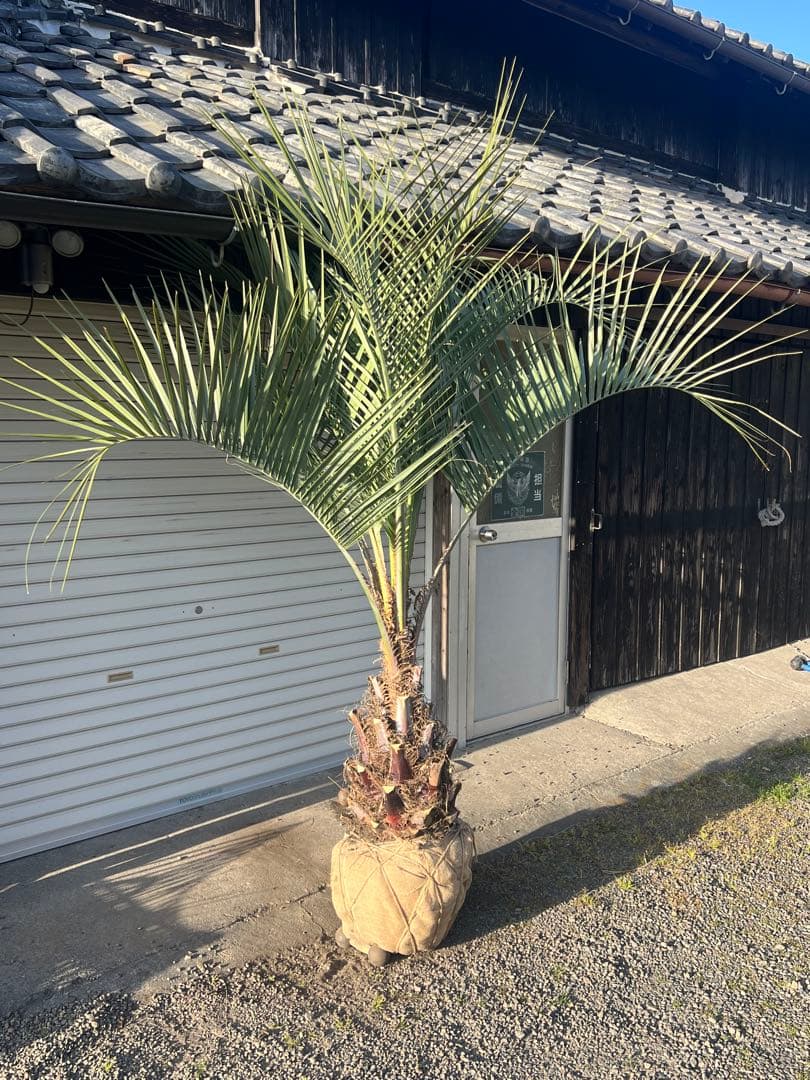 ココスヤシ　超極太株　シルバーリーフ　カルフォルニアスタイル　送料込み価格