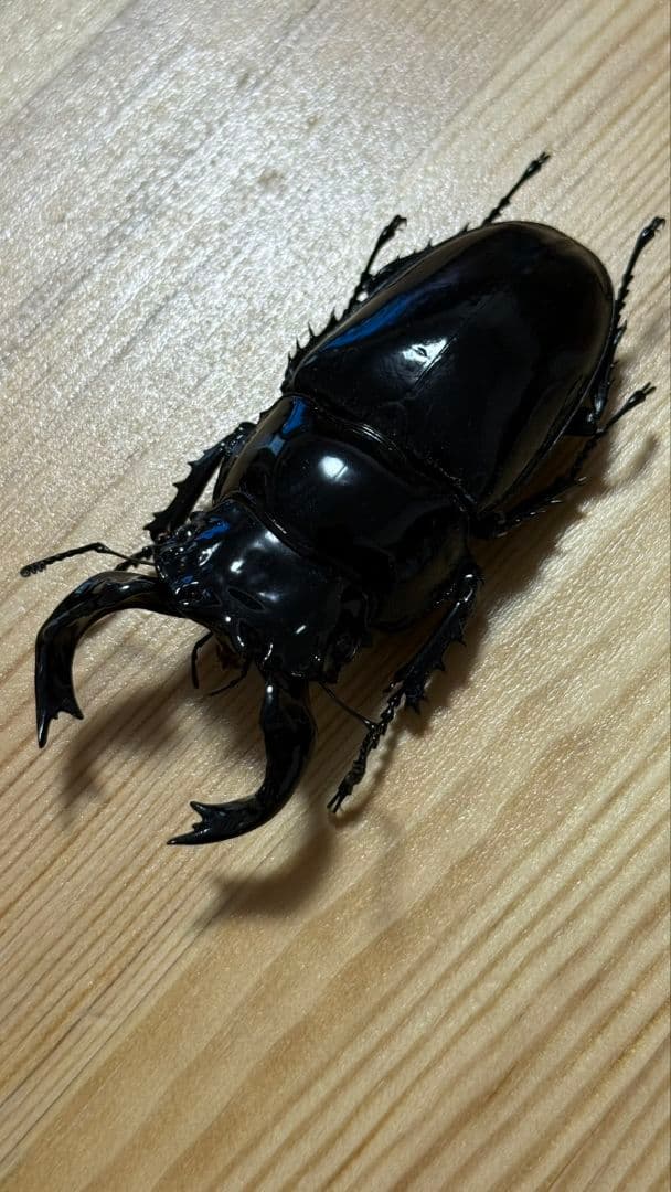 最終値下げ　タランドゥスオオツヤクワガタ　89mmUPトリオ