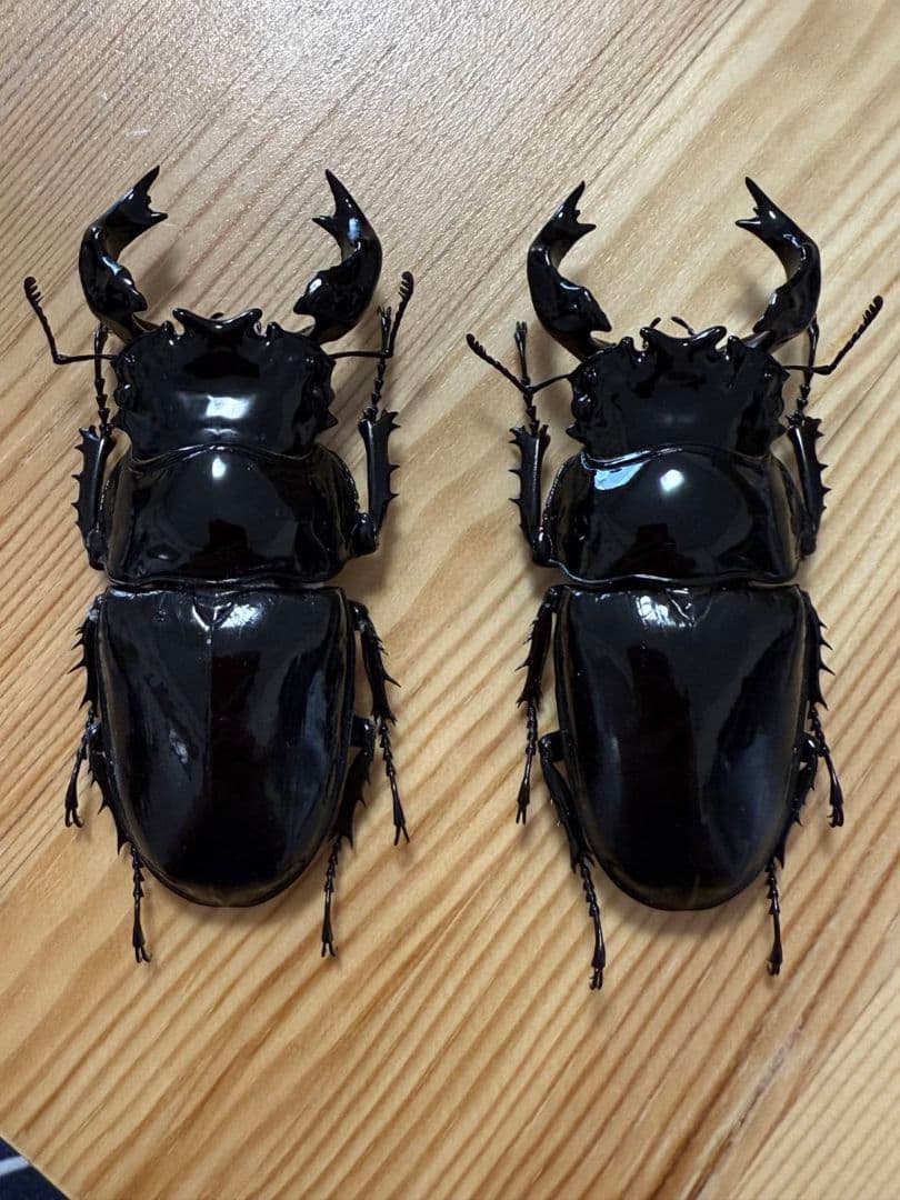 最終値下げ　タランドゥスオオツヤクワガタ　89mmUPトリオ