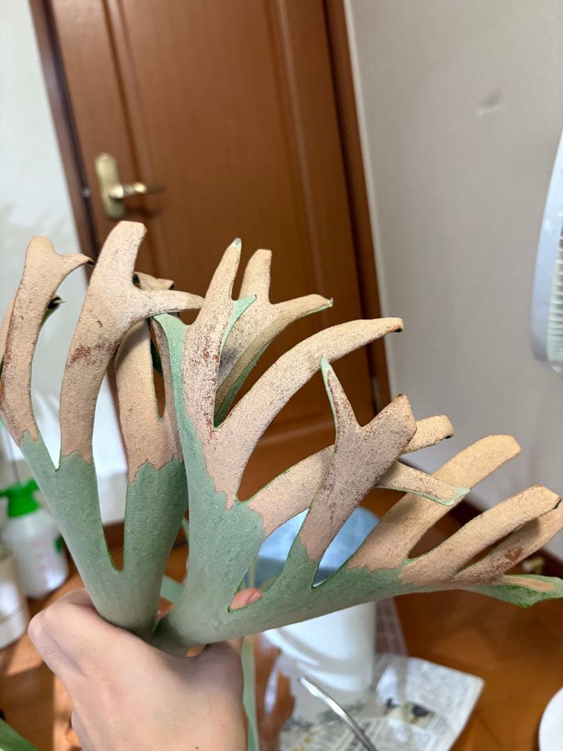 胞子大量！P.Willinckii Dwarf Tatsuta ビカクシダ　親株