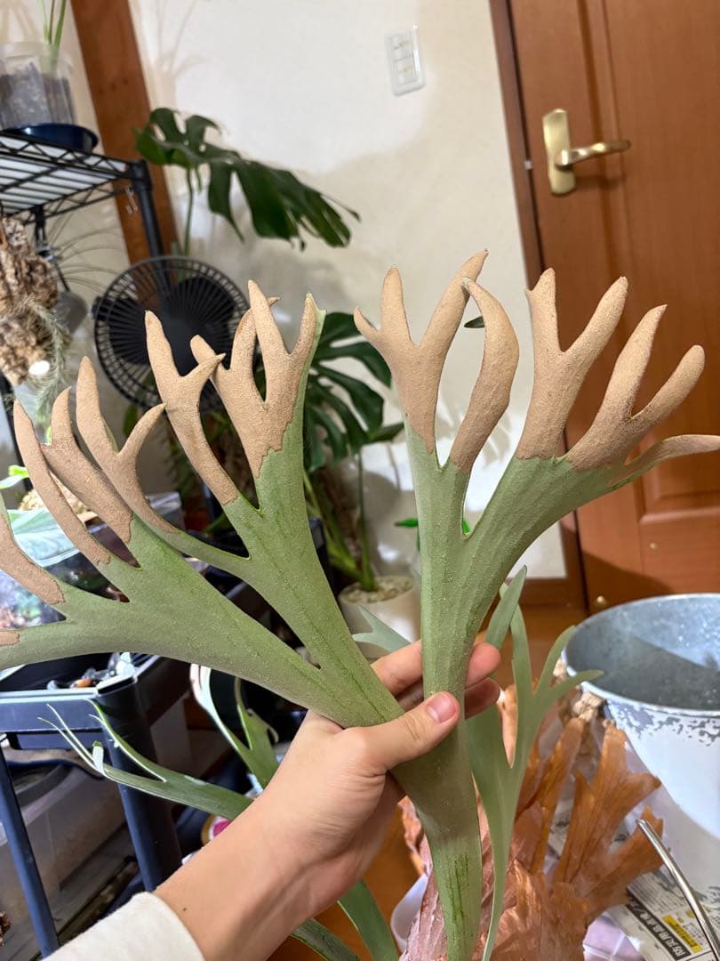 胞子大量！P.Willinckii Dwarf Tatsuta ビカクシダ　親株