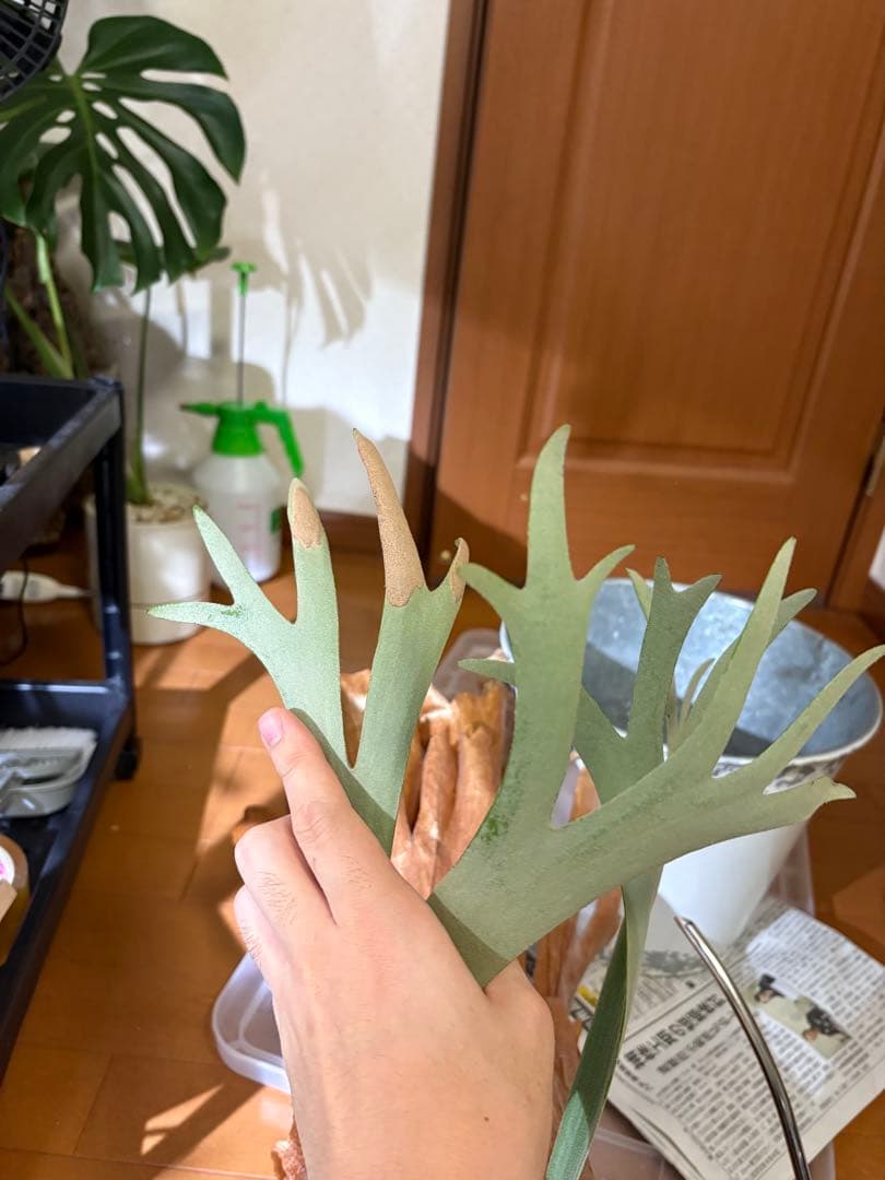 胞子大量！P.Willinckii Dwarf Tatsuta ビカクシダ　親株