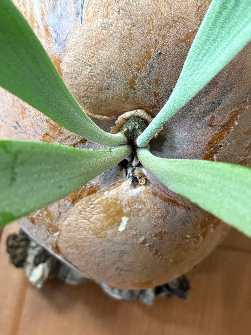 胞子大量！P.Willinckii Dwarf Tatsuta ビカクシダ　親株