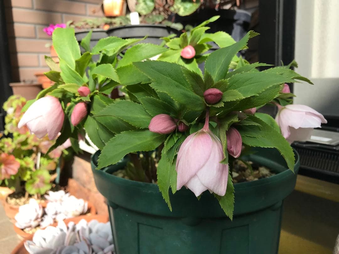 クリスマスローズ　ヨシノ