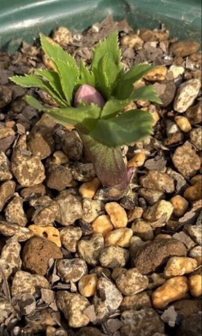 クリスマスローズ　ヨシノ