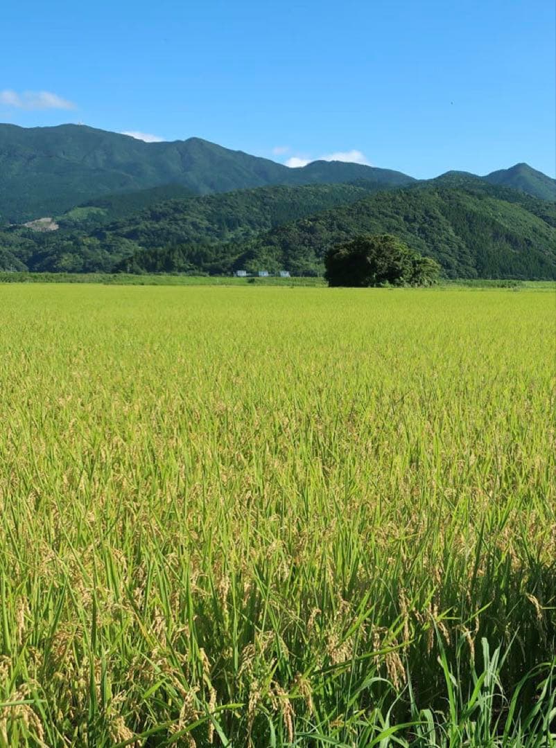 令和7年産　なつほのか　新米15kg 農家直送