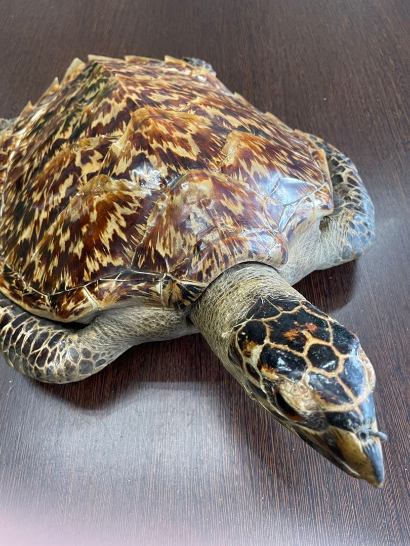 タイマイ　ウミガメ剥製