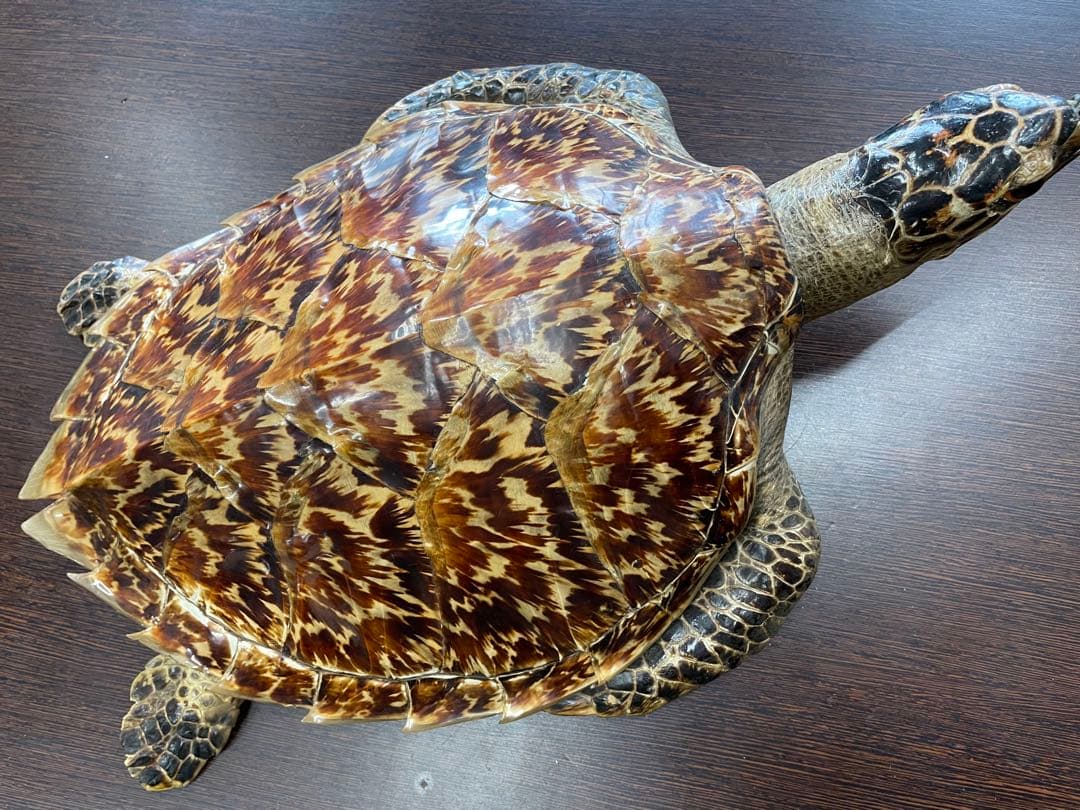 タイマイ　ウミガメ剥製