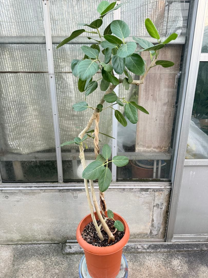 【希少幹】フィカス ベンガレンシス 幹曲がり 幹ねじれ 10号鉢