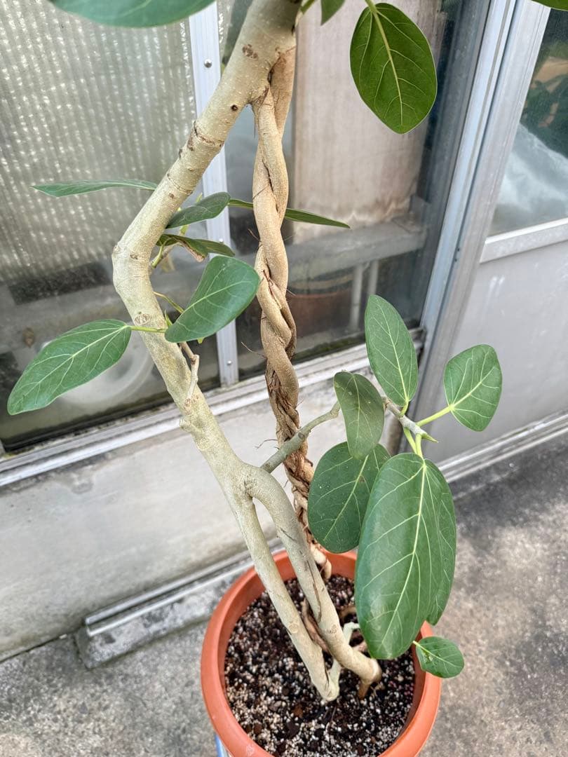 【希少幹】フィカス ベンガレンシス 幹曲がり 幹ねじれ 10号鉢